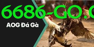 Cách Đọc Kèo Đá Gà - Pre-register